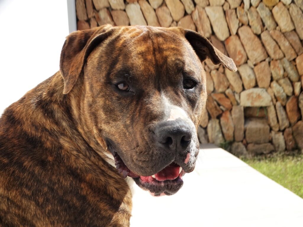 Sancho