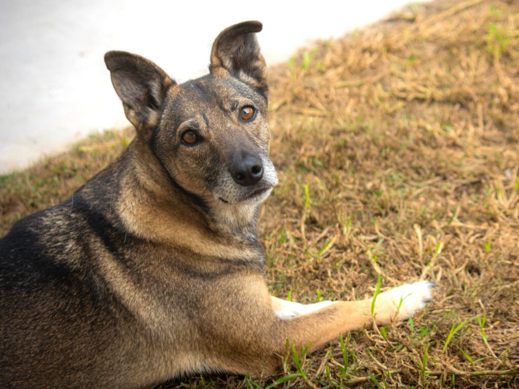 Suli