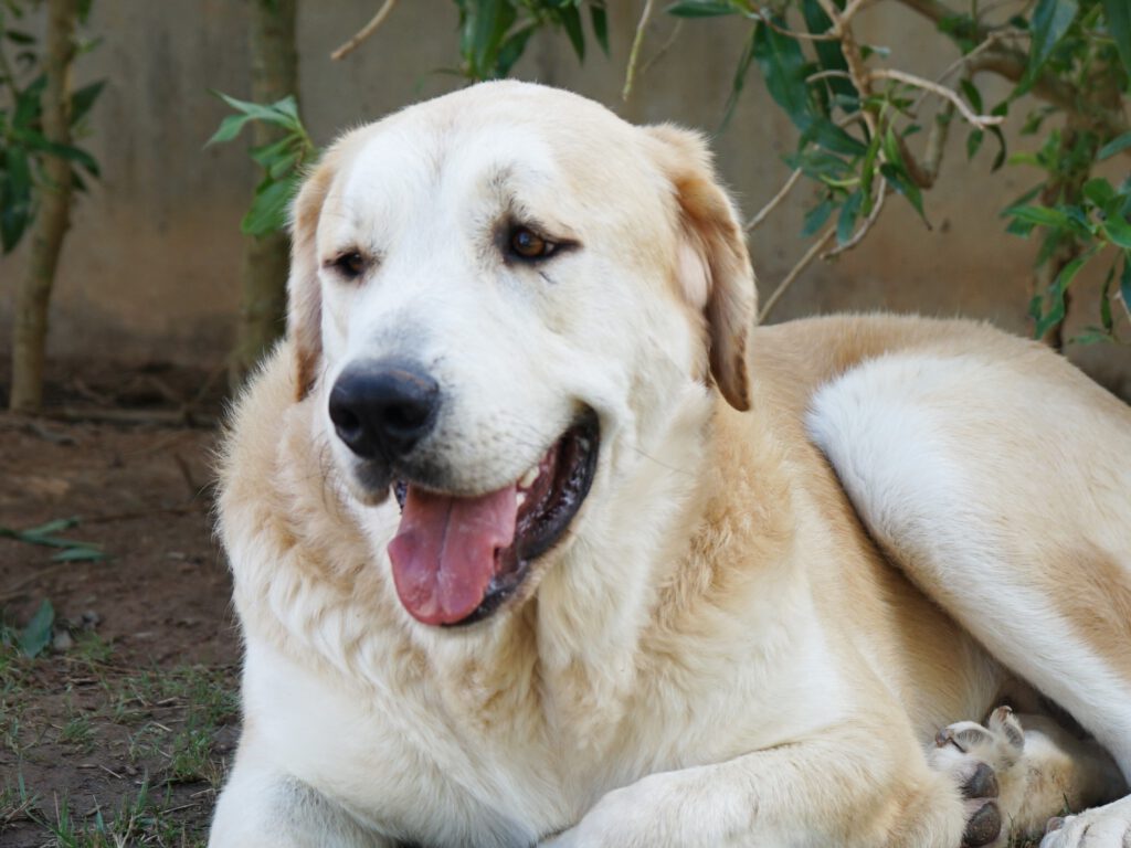 Capitán